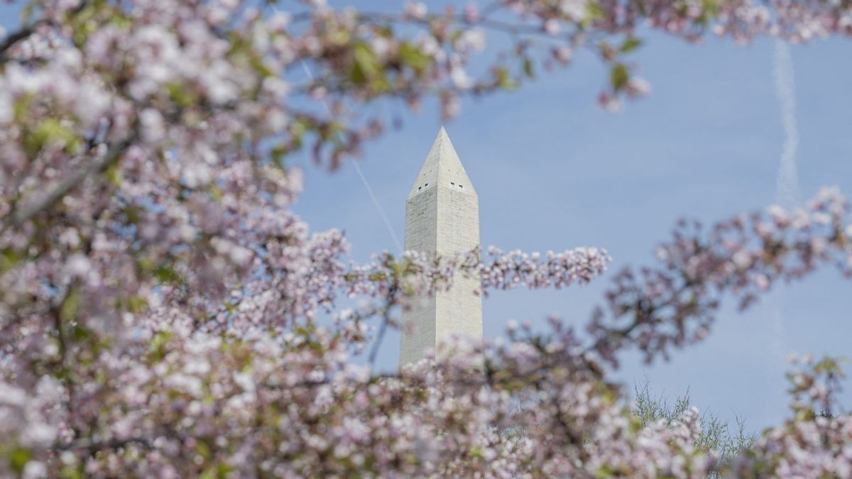 Did Trump cut down dozens of cherry trees for DC golf course renovations?