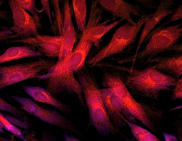 New nondestructive imaging technique tracks immune cell health