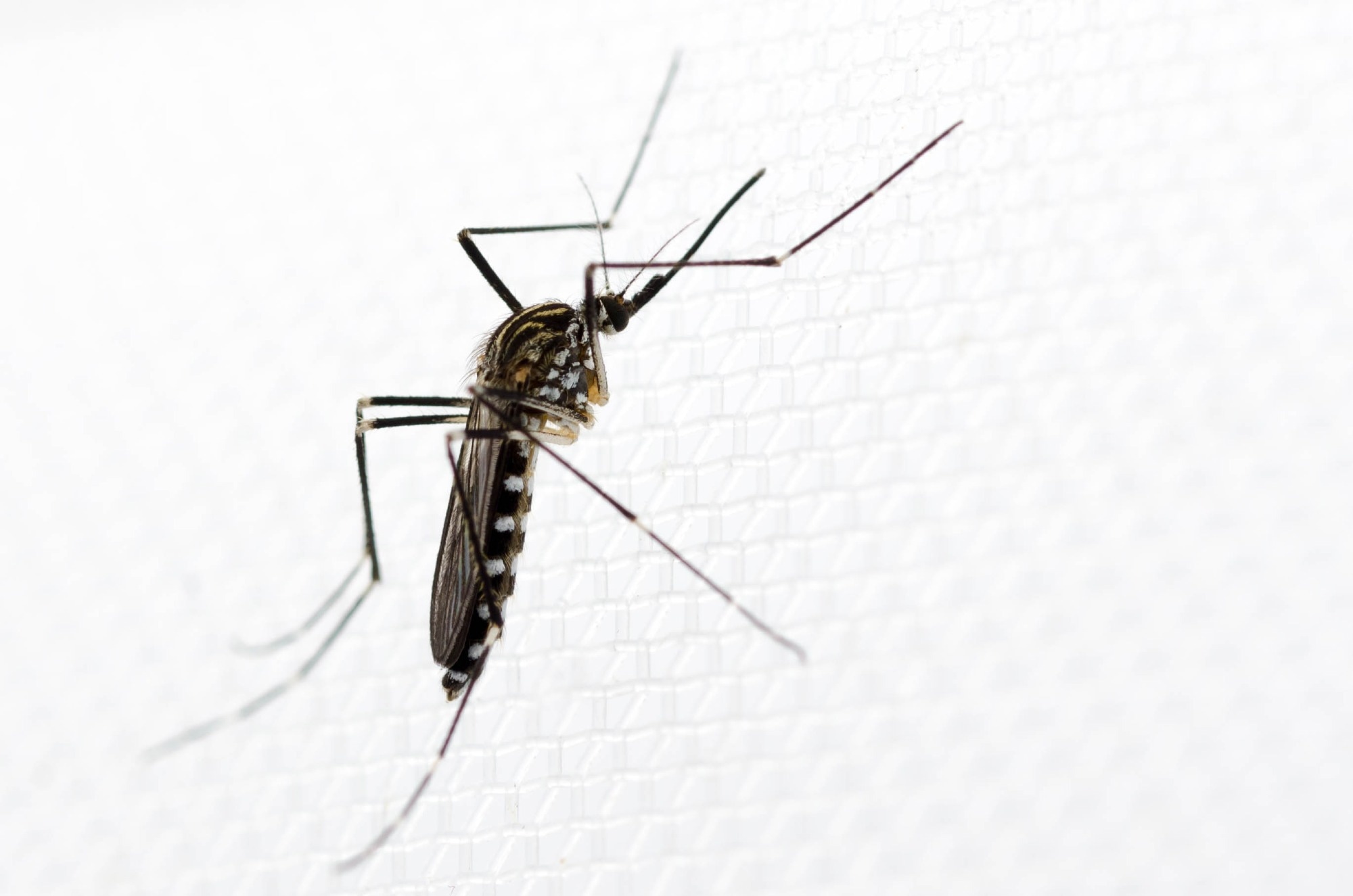 Europe has a new mosquito problem, but it may not be the one you think