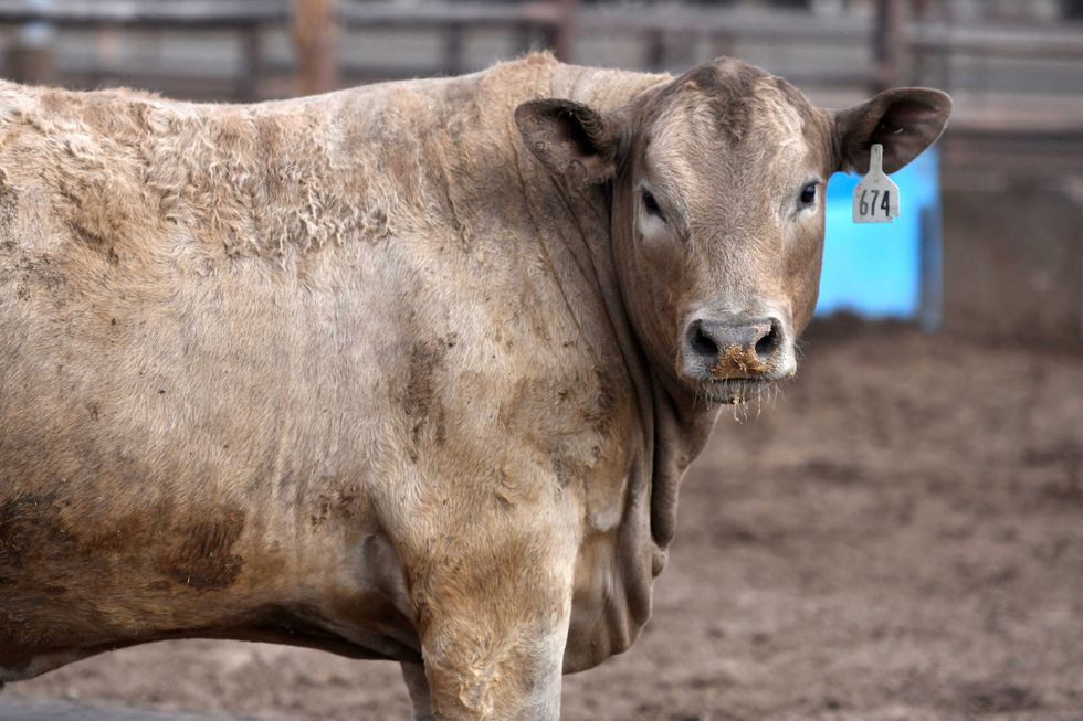 Trump’s meeting with ‘billionaire beef bro’ flagged by legal expert: ‘The timing stinks’