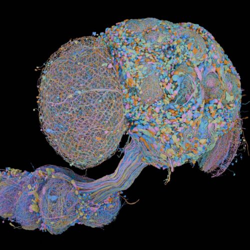 Second complete map of a fruit fly brain completed
