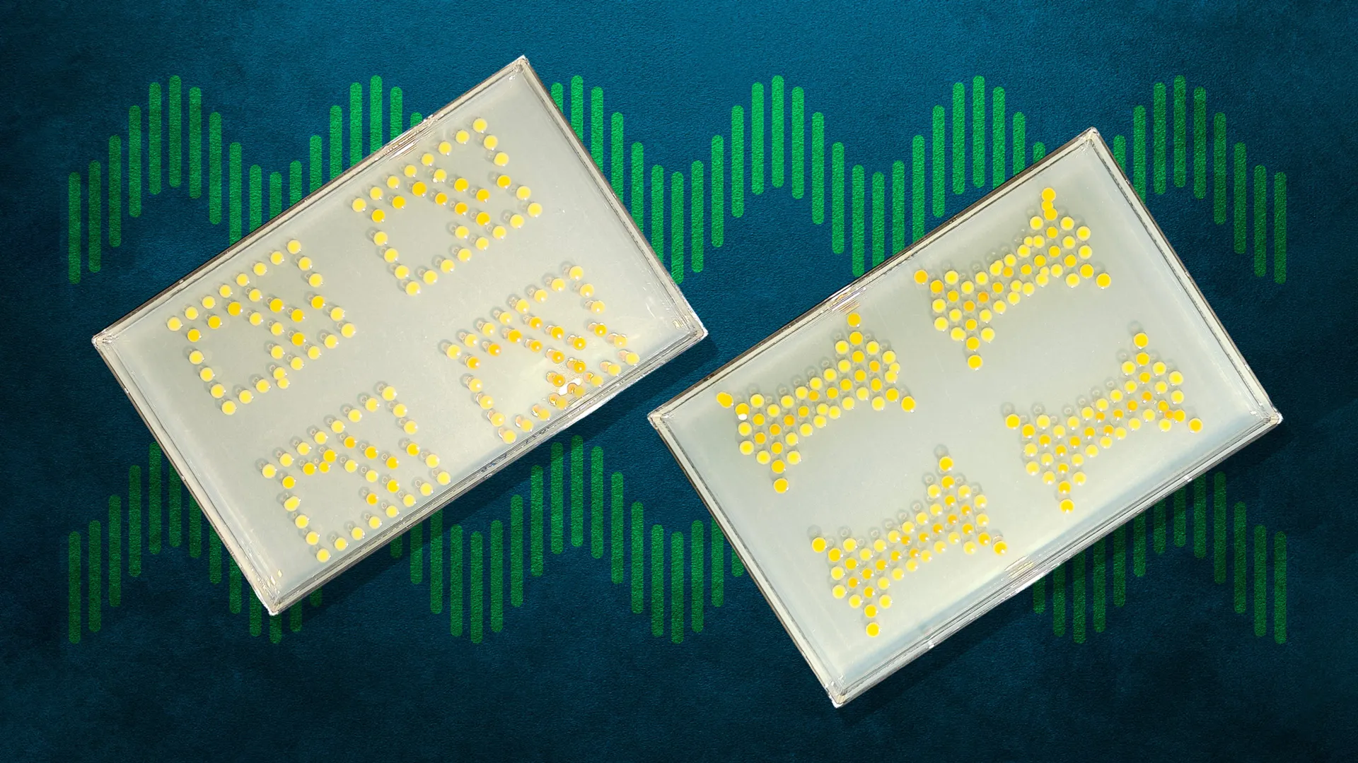 mit-turns-bacteria-into-living-transistors