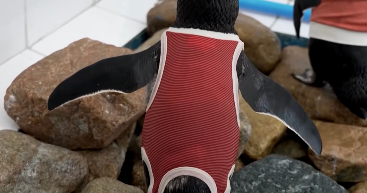 Injured Penguins In Chile Wearing Copper Vests To Help Them Heal