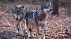 Trump signs order to remove endangered species protection for grey wolves