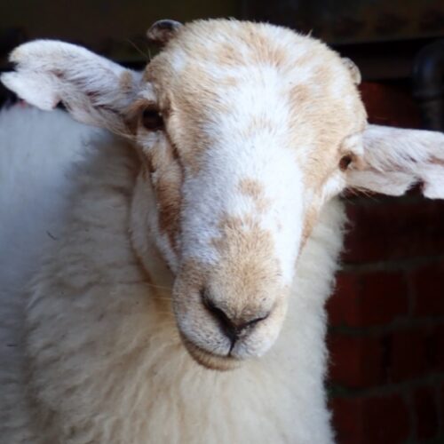 Medieval manuscripts are “biological time capsules” for deadly sheeppox virus