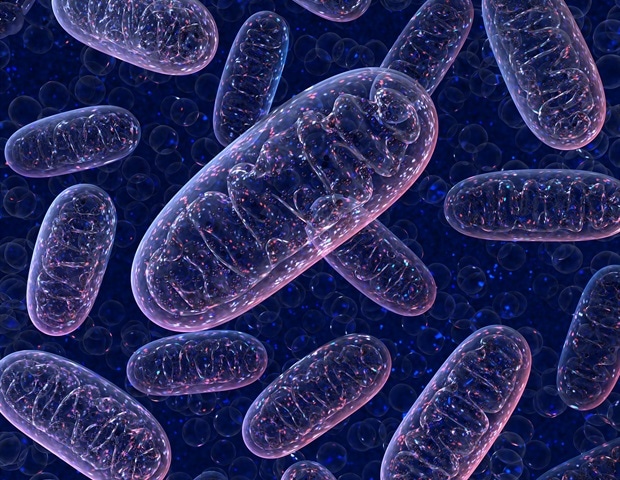 Mitochondrial stress triggers long-term protection against heart damage