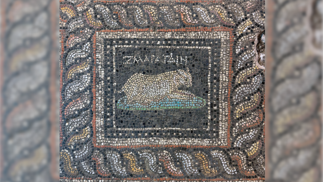 Stunning Roman-era mosaic discovered in Turkey features ‘Emerald’ the cat and ‘Ocean’ the dog