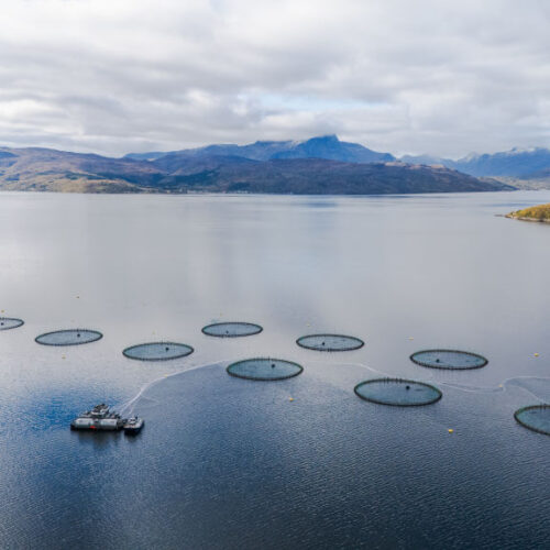 Farmed salmon may not be as nutritious as it once was, new research suggests