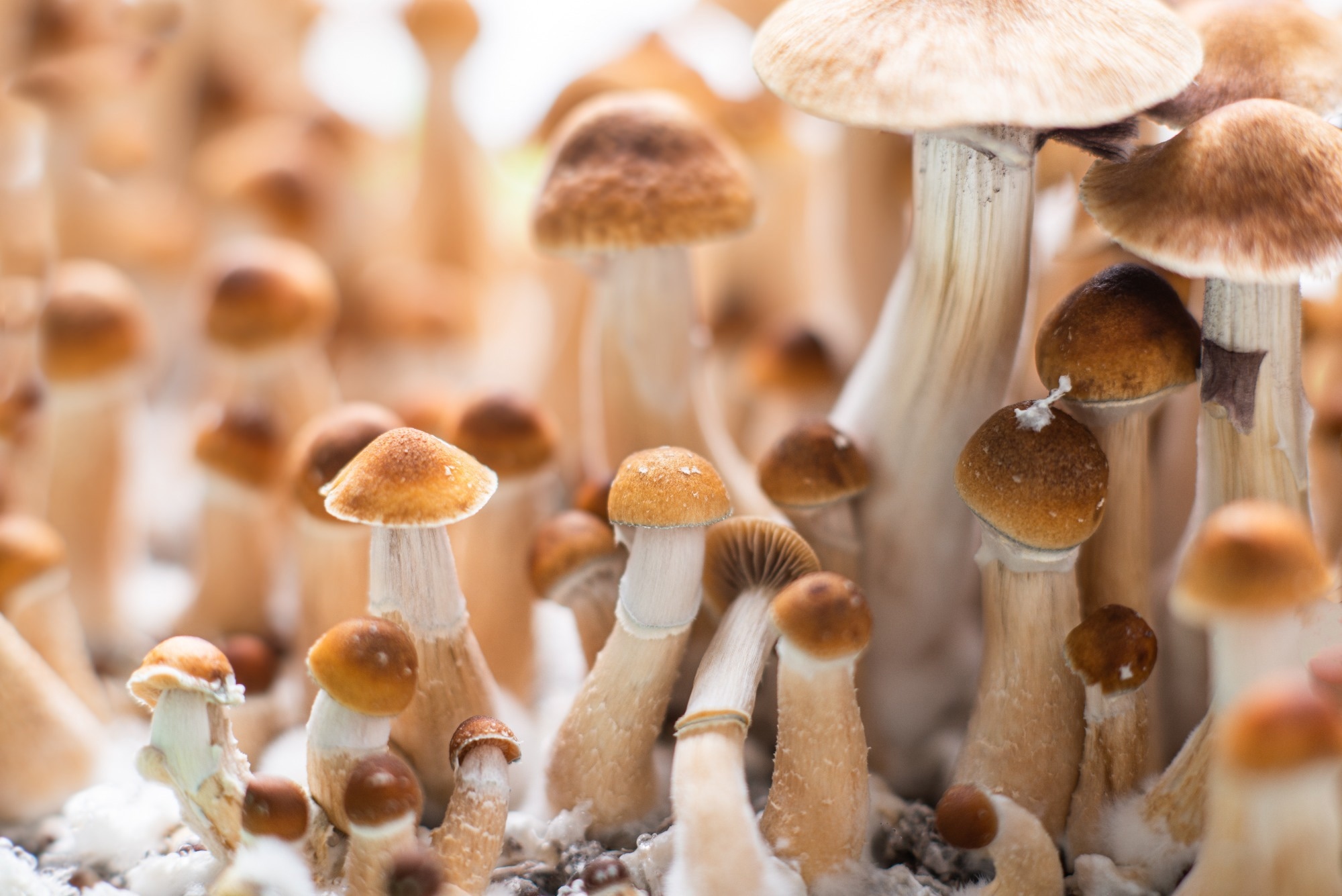 Psilocybin protects sensory nerves from chemotherapy damage in preclinical study