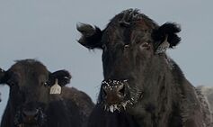 Mystery as cows across Oregon found mutilated and drained of blood