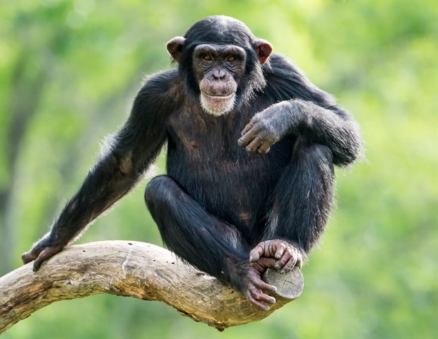 Study reveals evolutionary advantage of human heel-first walking style