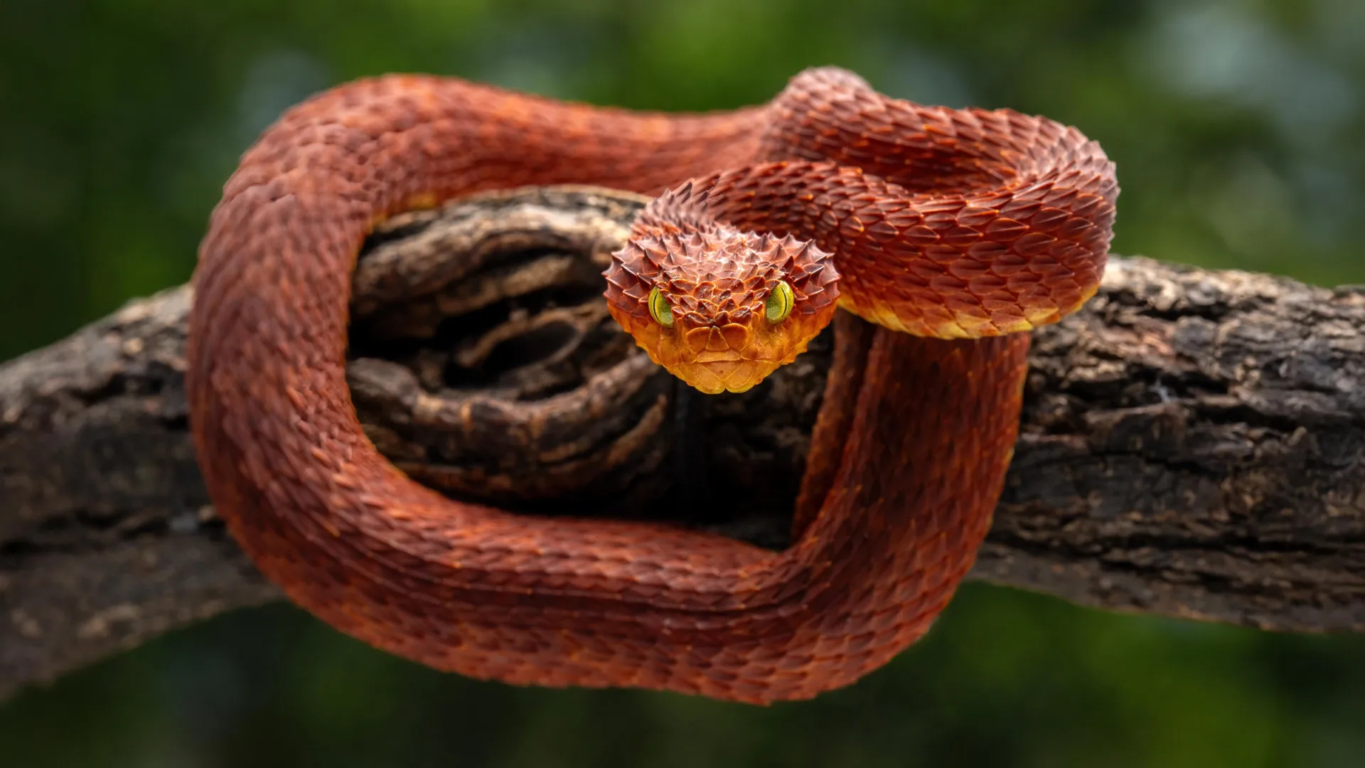 scientists-discover-a-powerful-new-antivenom-hidden-in-rattlesnake-blood