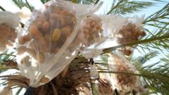 In West Bank, date farmers weigh impact of UK sanctions on Israeli settlers