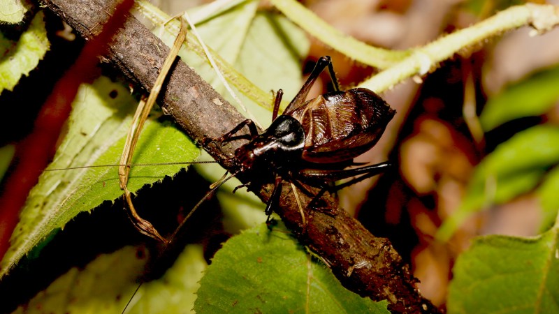 A choir of katydid ancestors filled the Jurassic rainforest with song