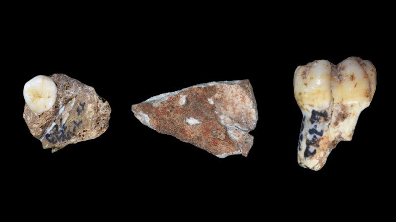 Newfound fossils are spilling Denisovan secrets