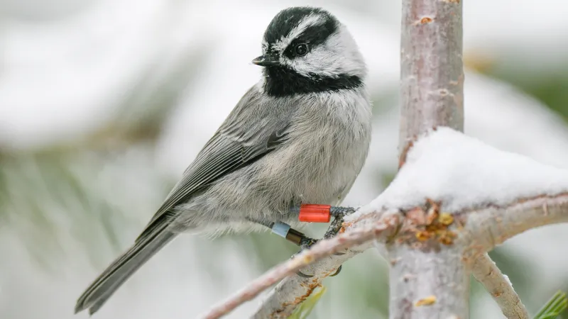 Winter work shows it really pays to be a smart mountain chickadee