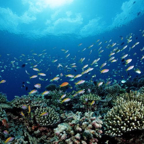 NOAA is putting commercial fishing ahead of conservation