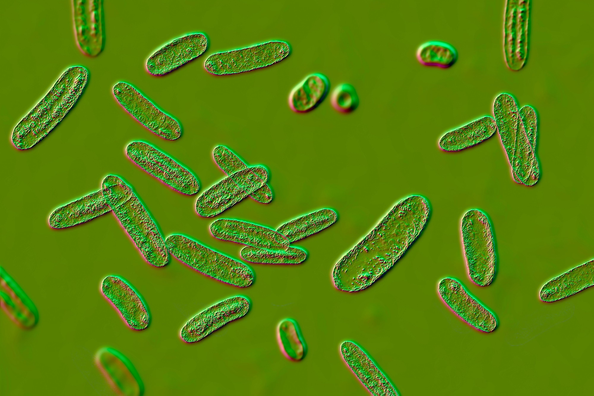 Gut infection leaves long-lasting immune ‘memories’ at the brain’s borders in mice