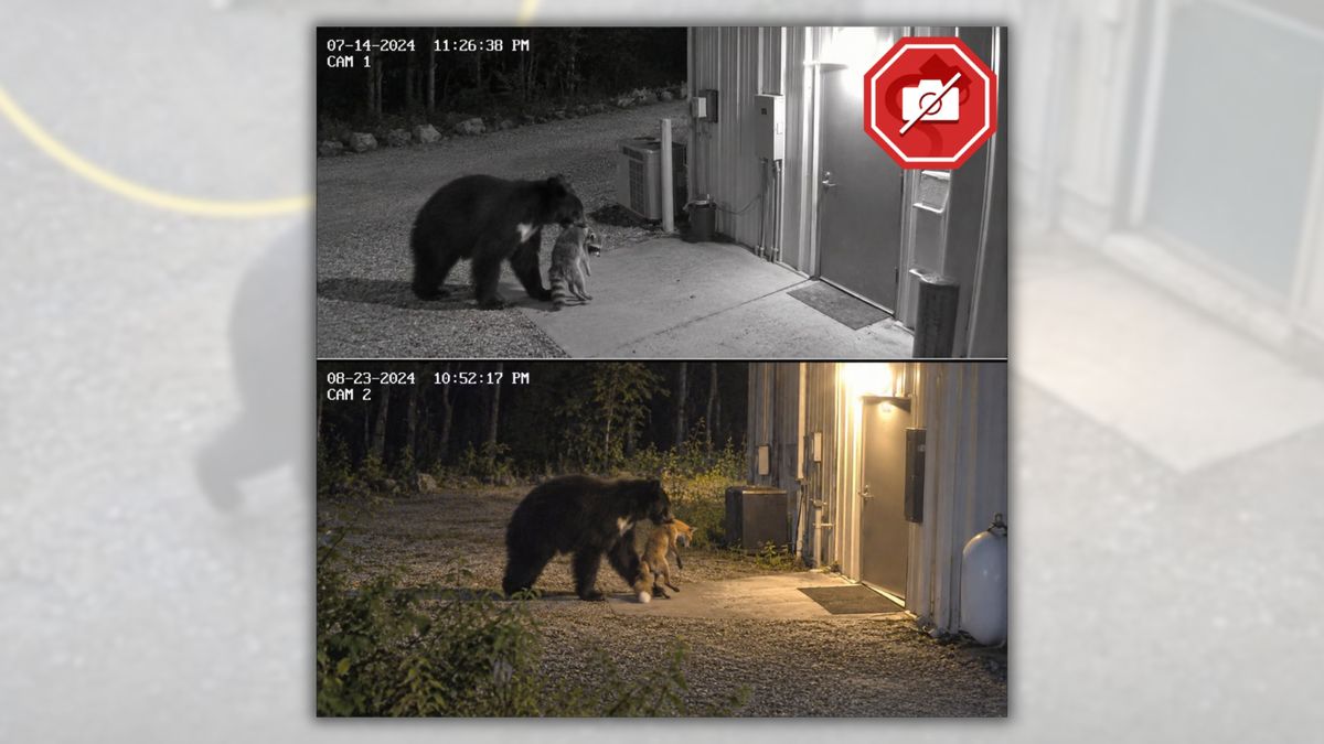 Story of black bear taking wounded animals to wildlife center is too good to be true