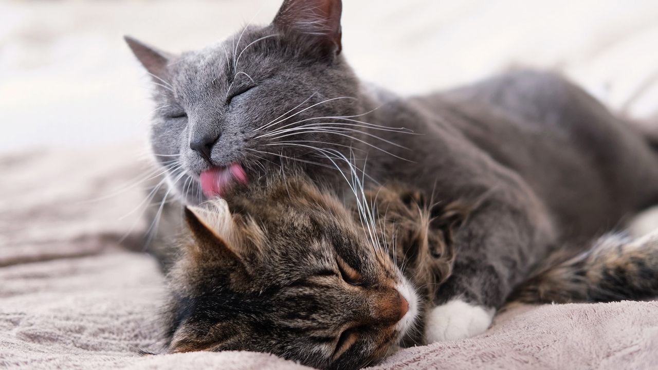 Why do cats lick each other?