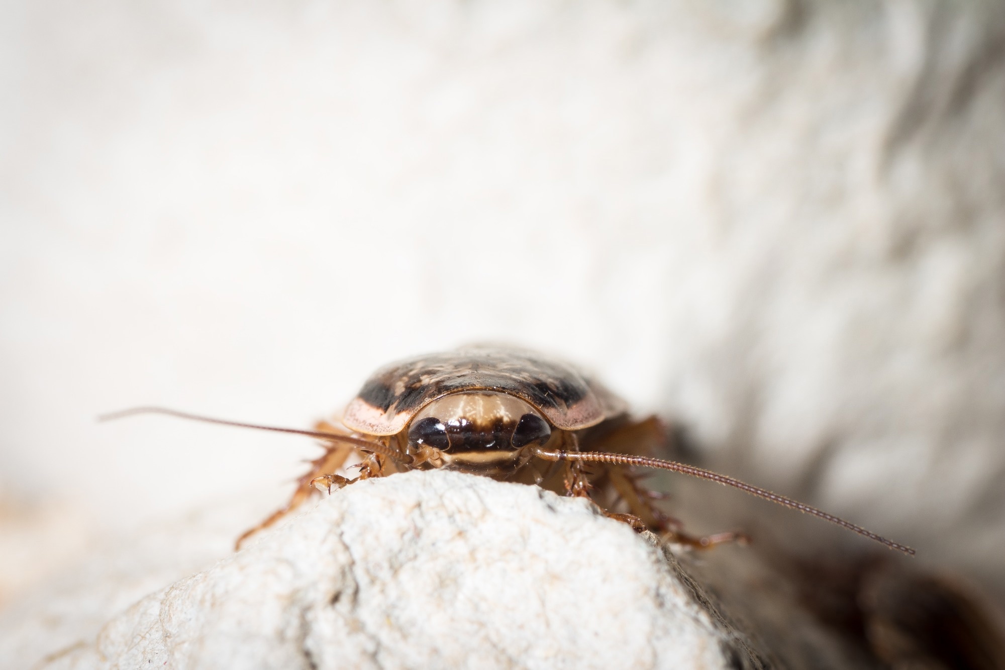Cockroaches have a reputation for surviving almost anything, but this diet proved deadly