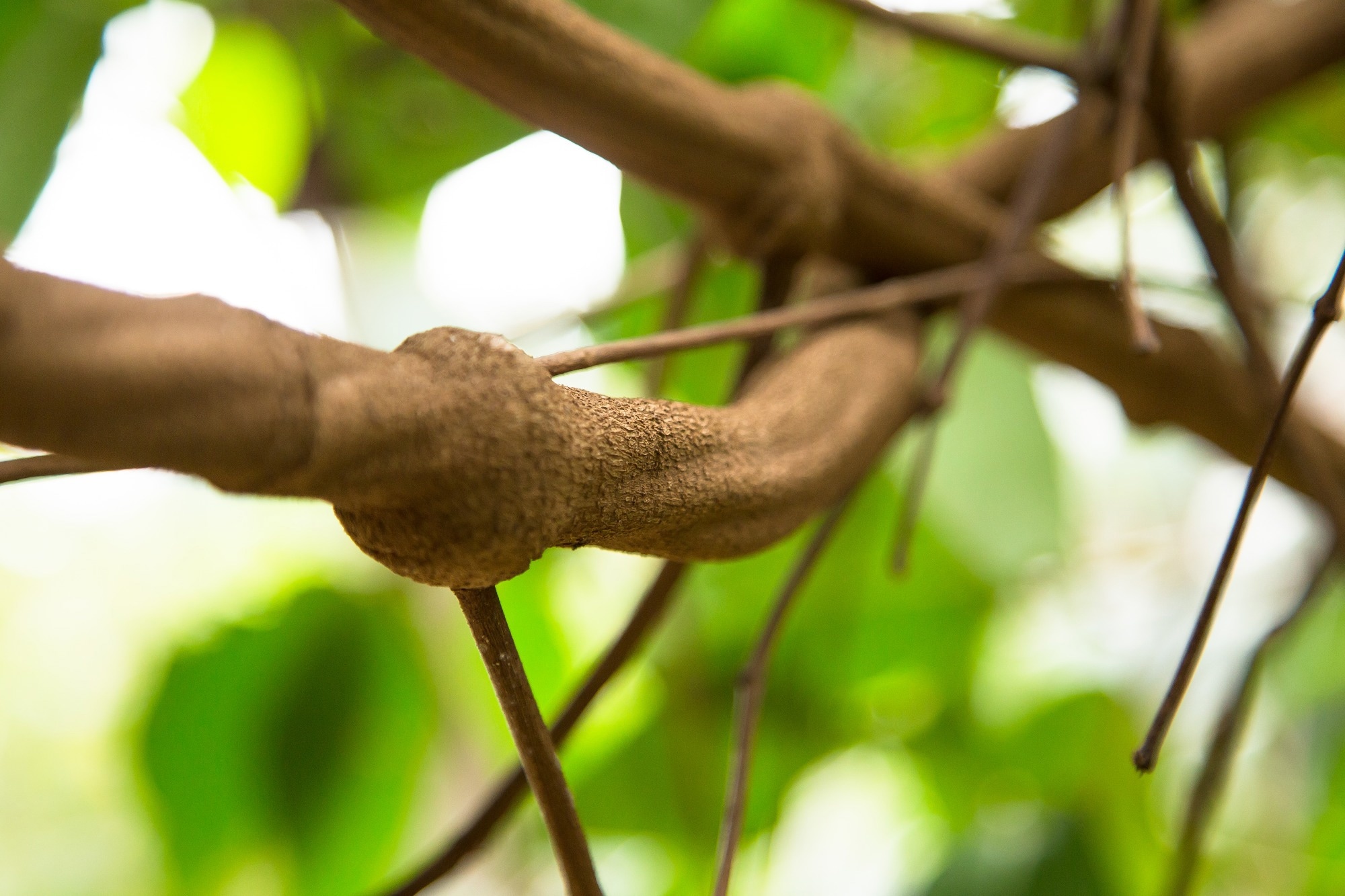 A study of ayahuasca users found a mental health pattern researchers cannot yet explain