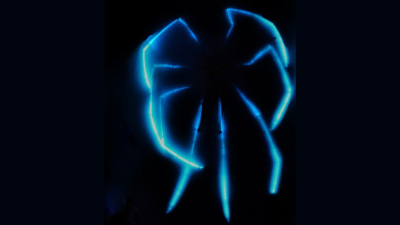 These deep-sea spiders give off an otherworldly glow
