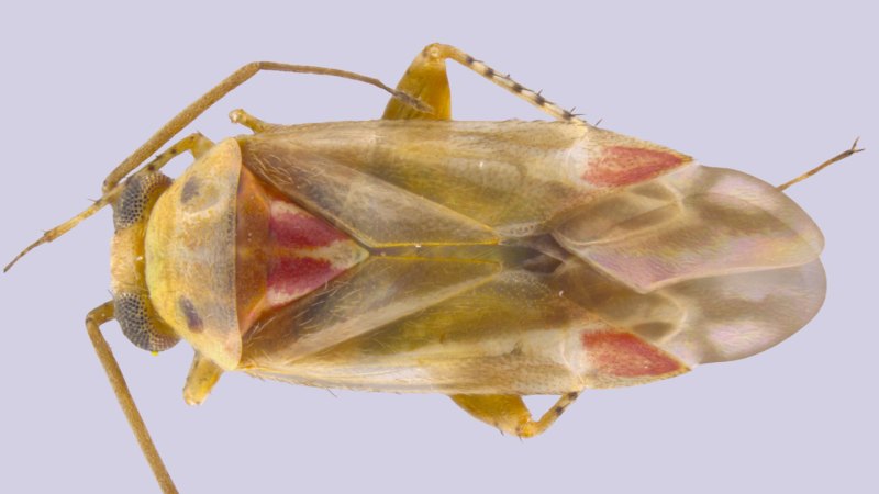 Meet Swiftiephylus, an Australian bug named after Taylor Swift