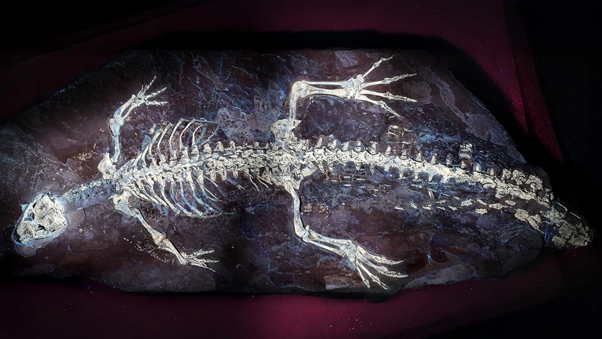 uv-light-reveals-possible-camouflage-on-a-125-million-year-old-crocodile
