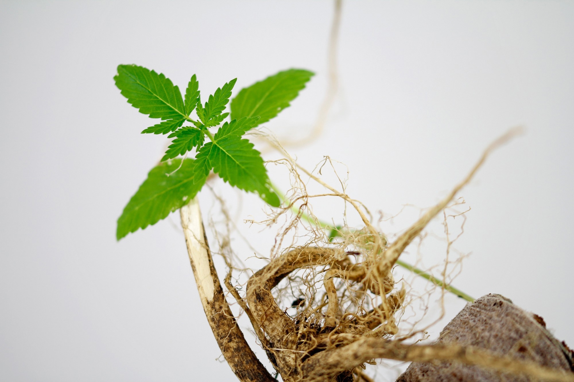 Cannabis-derived nanovesicles showed early antitumor potential in mice