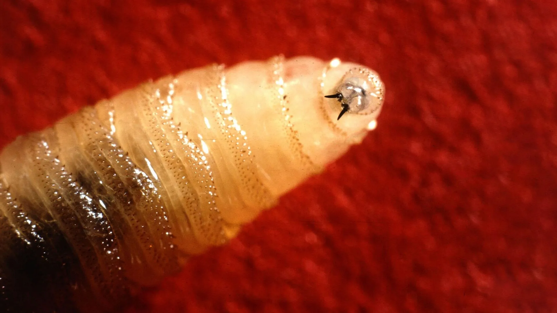 The U.S. Eradicated this flesh-eating parasite. Now it’s back