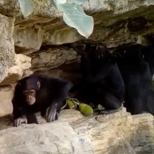 How chimps teach their kids tool tricks
