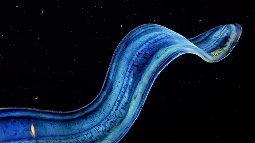Ctenophores Aren’t Just Beautiful. They’re Biological Wonders.