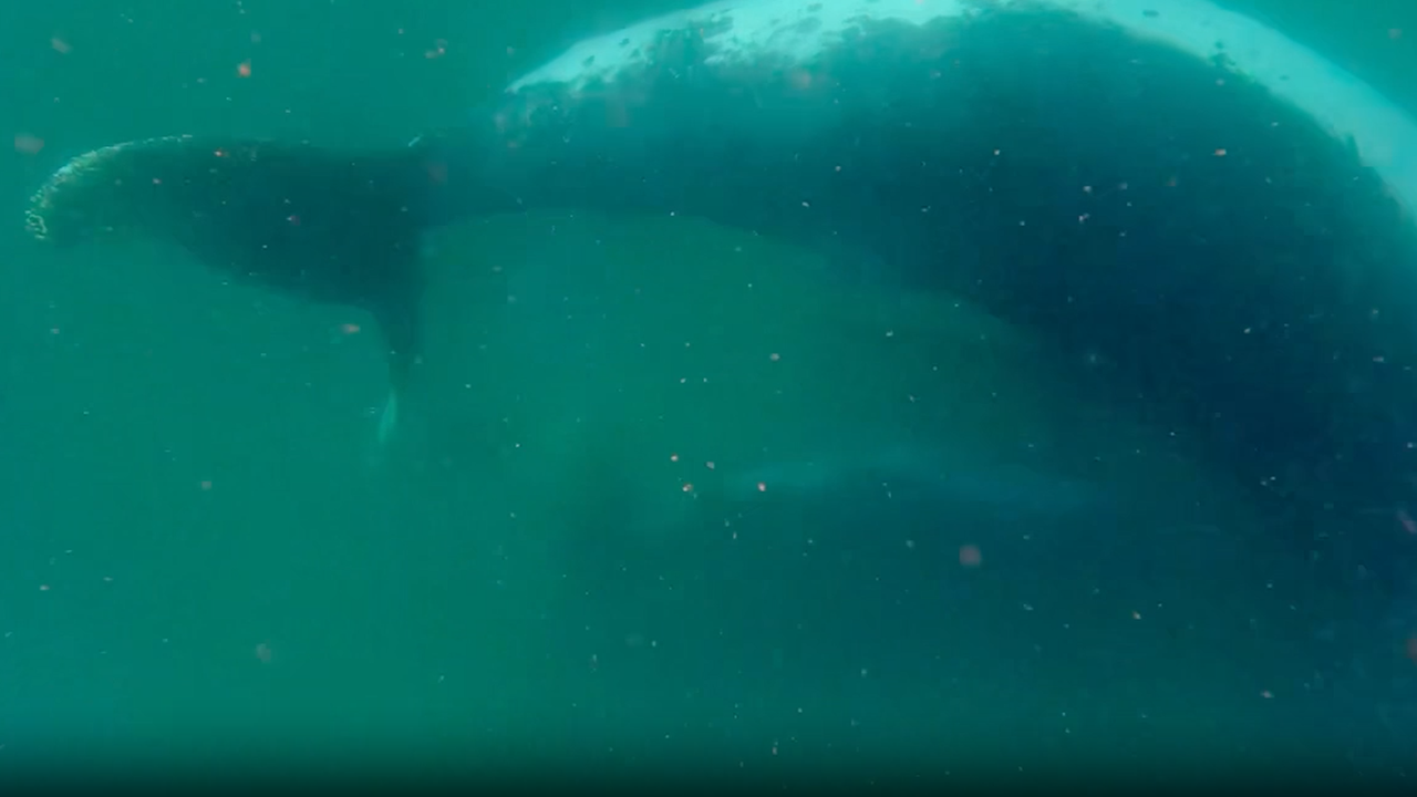 ‘It is extremely rare to witness’: Scientists record humpback whale mom grieving her stillborn calf in first-of-its-kind footage