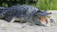 River home to 500 crocodiles chosen as Olympic rowing venue