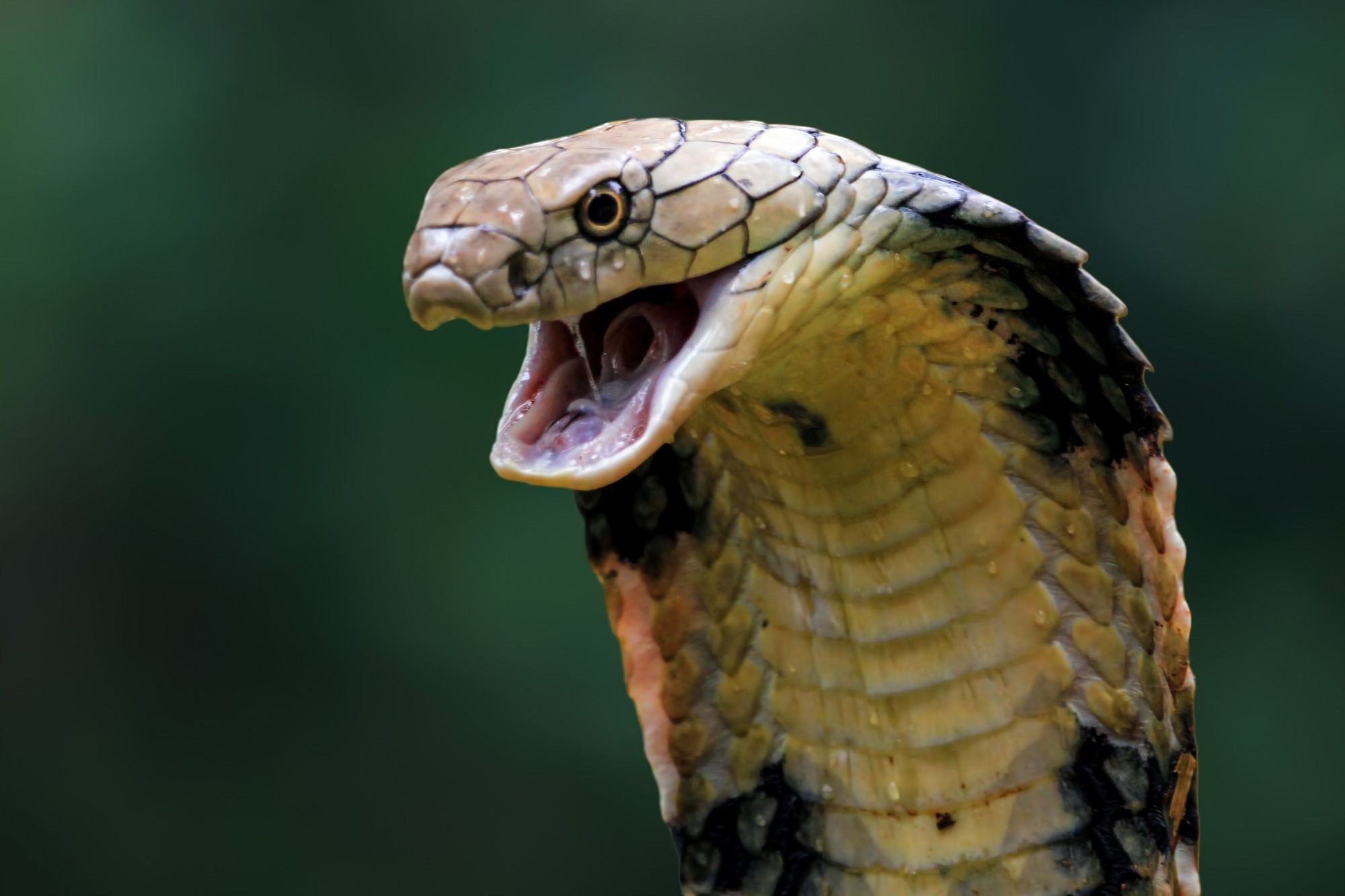 Researchers mine cobra toxins to uncover a membrane-disrupting antimicrobial peptide