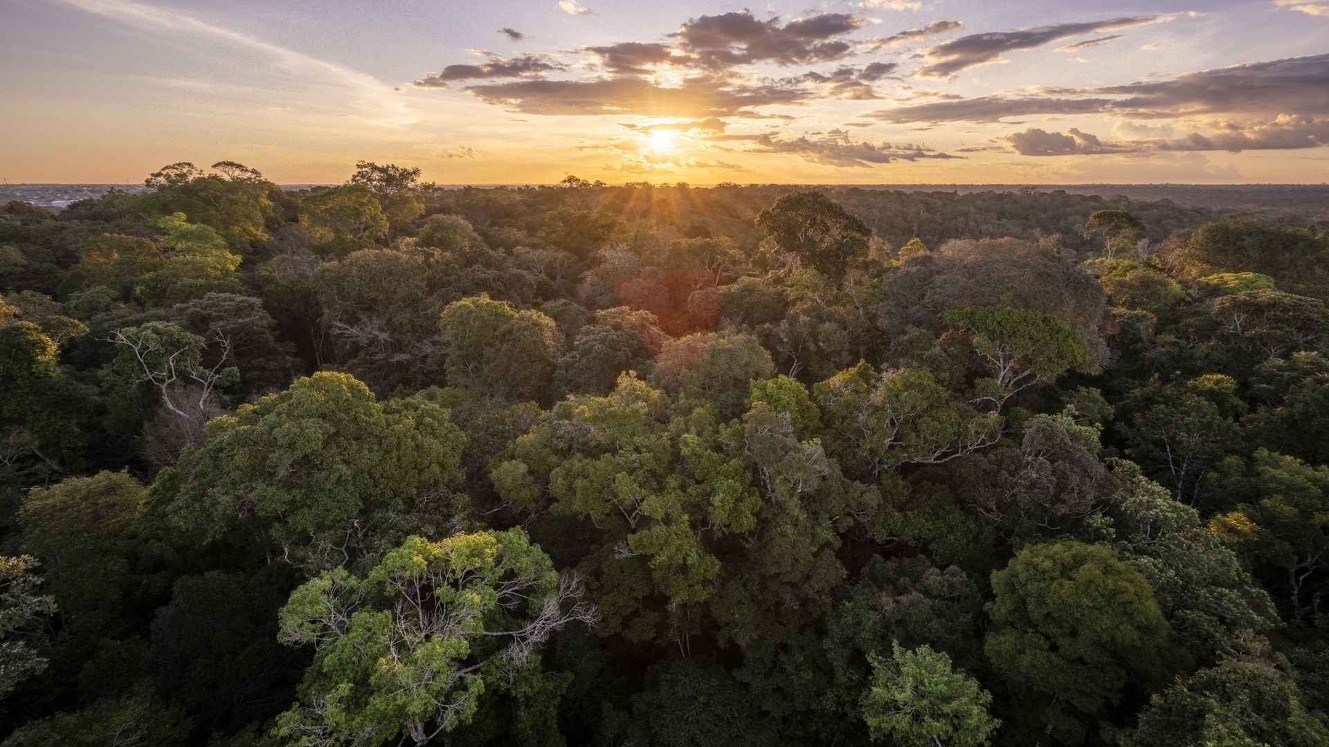 ‘At some point we’re going to have to react’: How El Niño, climate change, and crime are pushing the Amazon rainforest over the brink