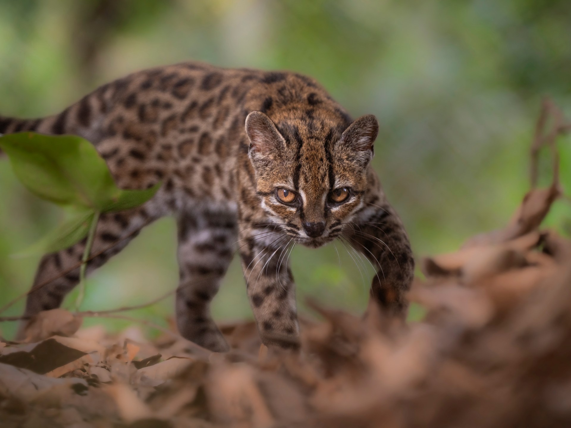 New Bolivian cat claws its way into species list: What we meow