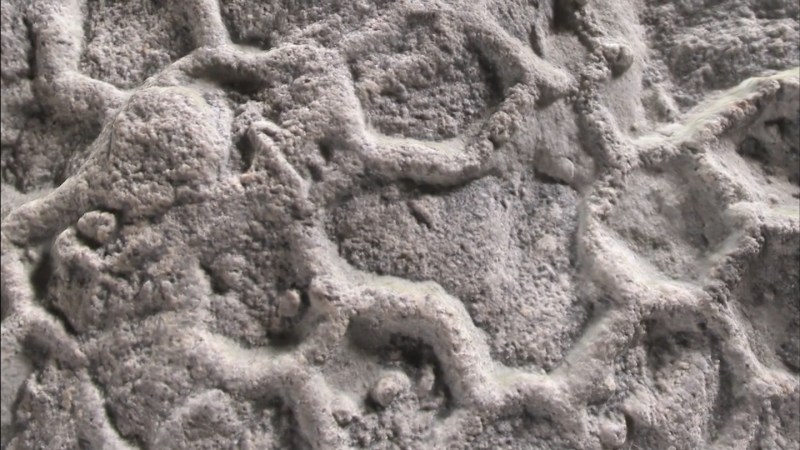 What’s behind ‘one of paleontology’s most enduring enigmas’?