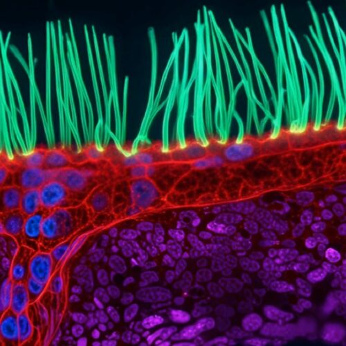 Meet the winner of Nikon’s Small World in Motion video contest