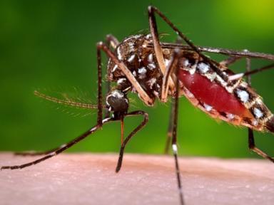 Florida confirms death from dengue as state struggles with recent outbreak