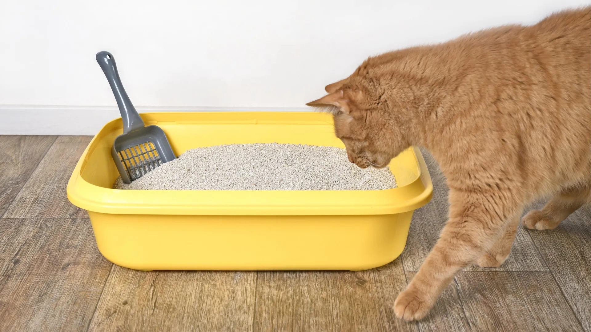 scientists-discover-a-hidden-“id-card”-in-cat-urine