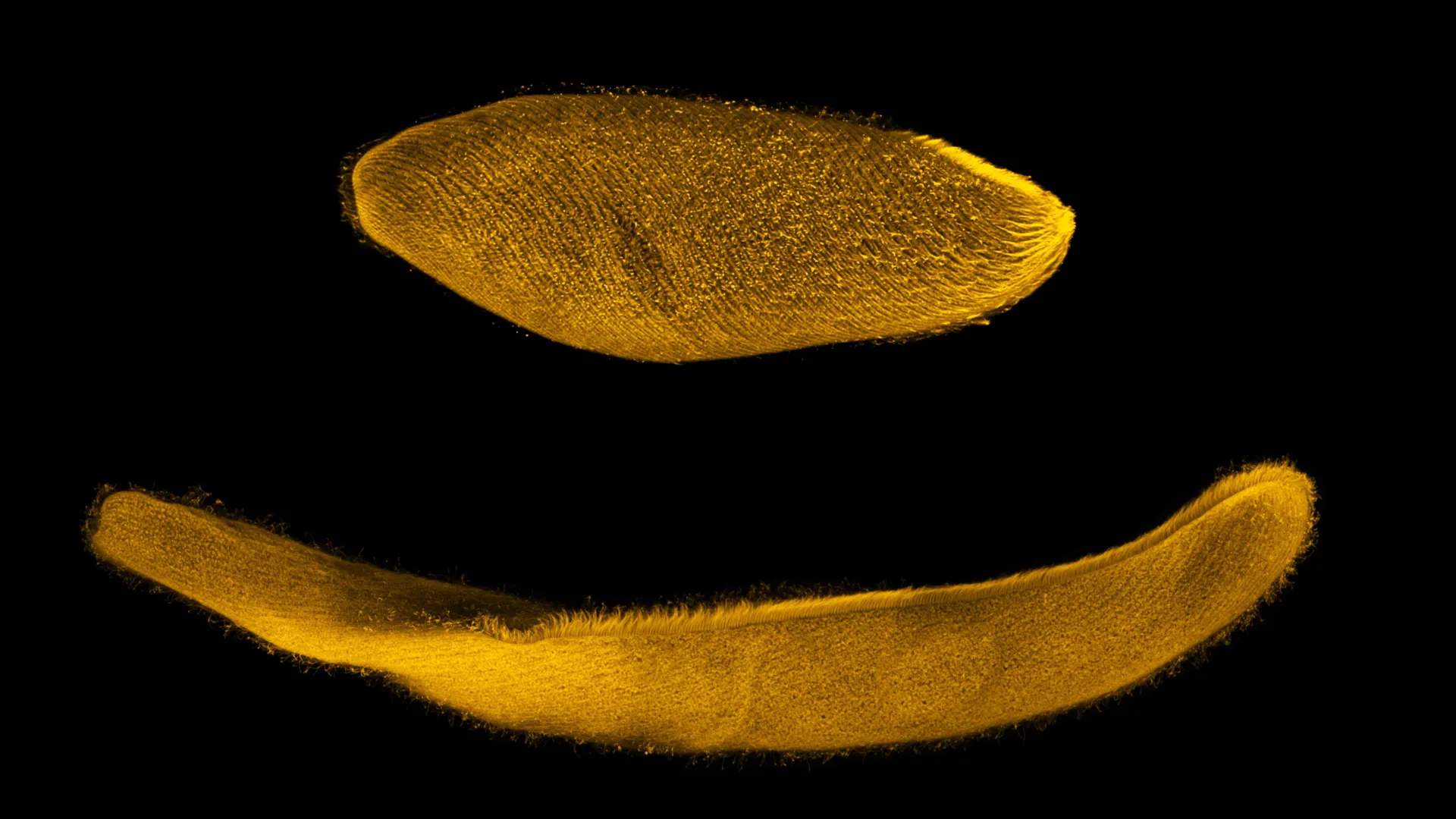 this-tiny-organism-can-shrink-to-one-quarter-its-size-in-milliseconds