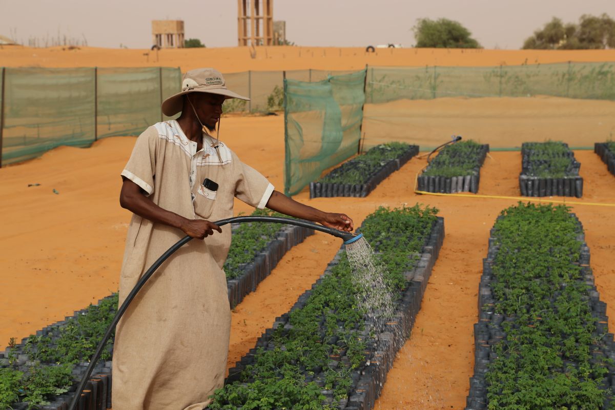 Did African countries try to plant giant wall of trees to stop Sahara Desert’s spread?