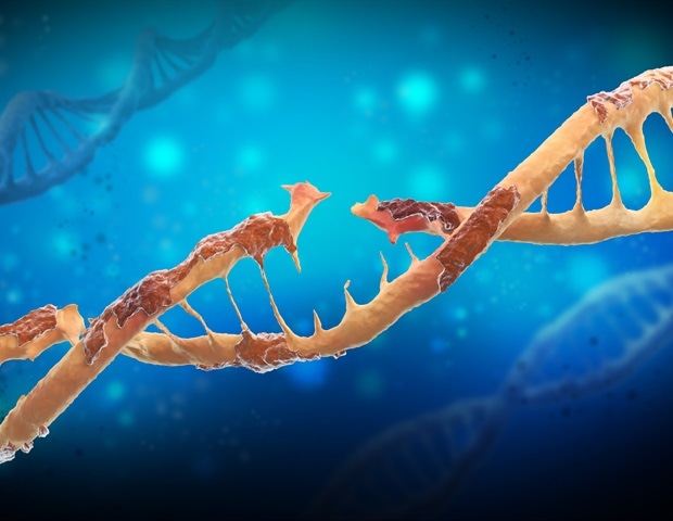 Chronic DNA damage response may contribute to biological aging