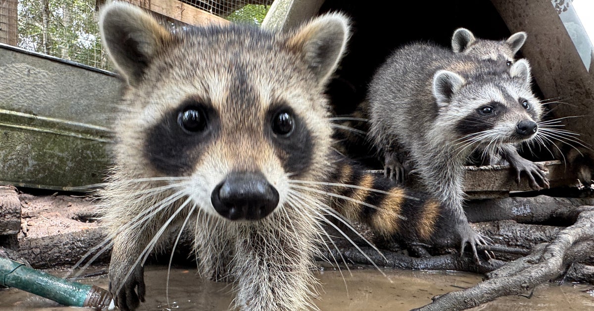 Baby Raccoons Learning Basic Life Skills At Mississippi Boot Camp