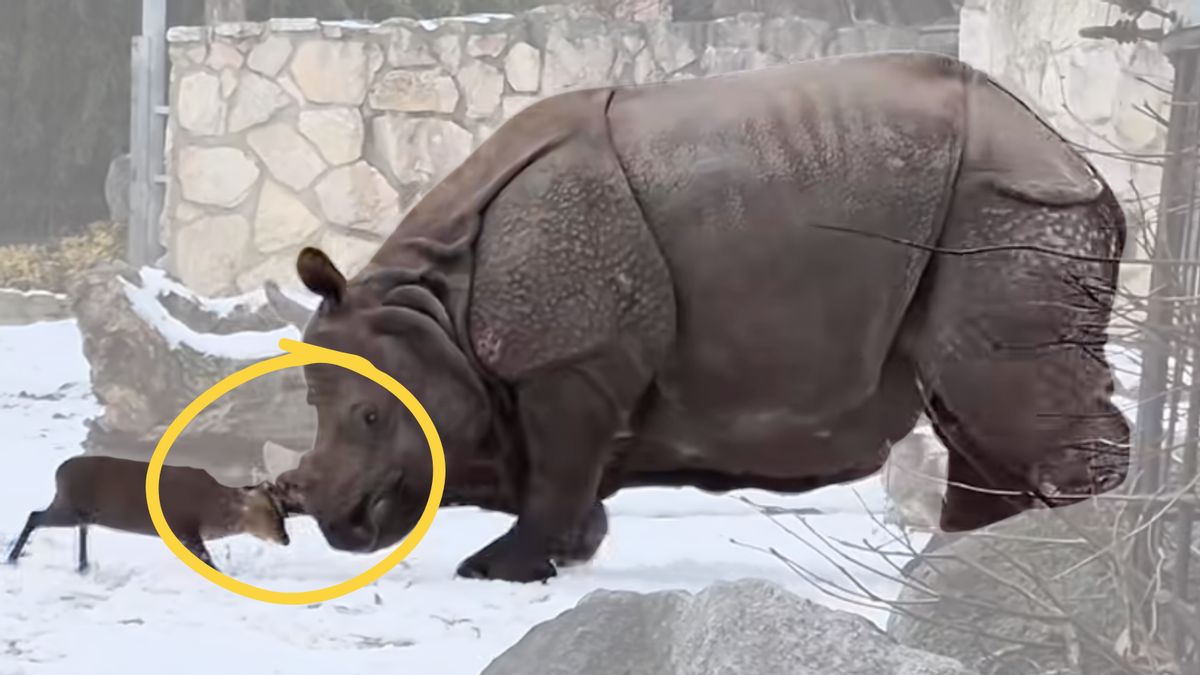 Too cute to be true? Video really shows rhino and tiny deer headbutting