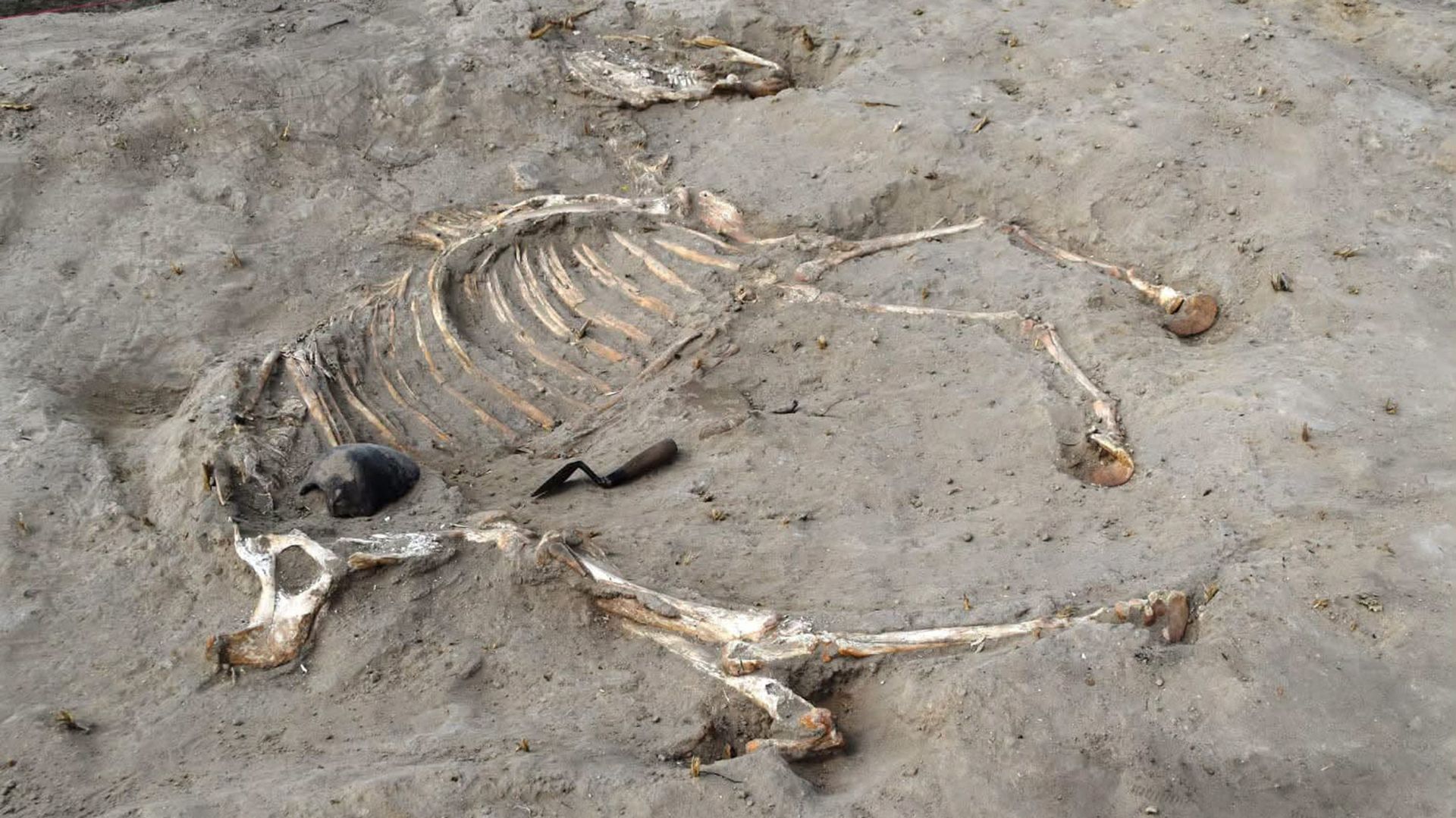 3,000-year-old burial of ancient Egyptian horse found — and a nearby stone carving depicts a captured prisoner