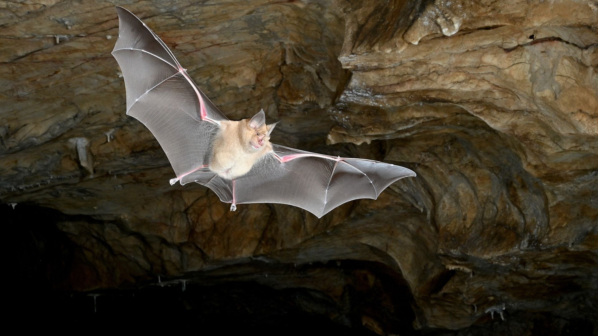 Earth’s first bats didn’t come from where we thought, landmark genetic study reveals