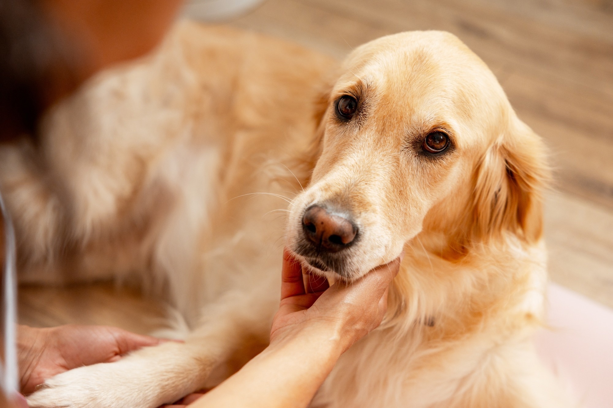 Human crying catches dogs’ attention across homes, shelters, and streets